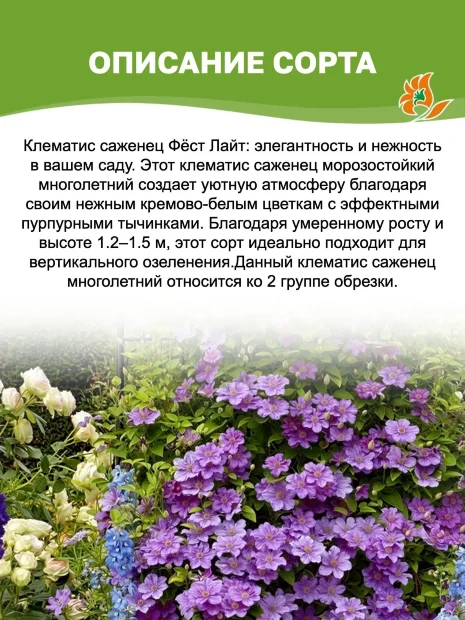 Клематис Фёст Лайт саженцы 