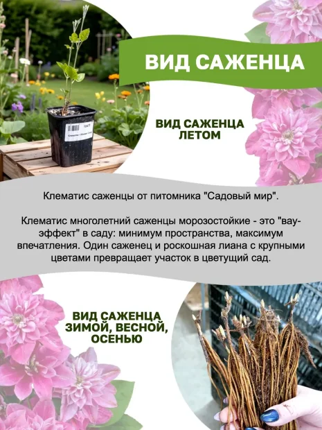 Клематис Фёст Лайт саженцы 