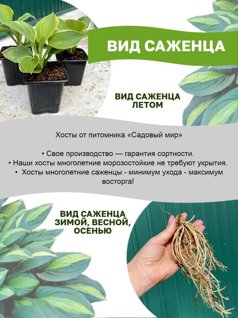 Хоста Глэд Рэгс