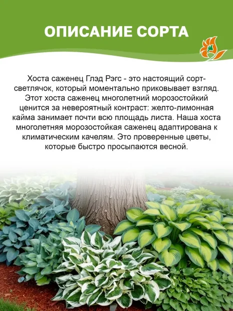 Хоста Глэд Рэгс