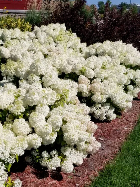 Гортензия Бобо (метельчатая) саженцы 