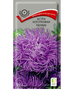 Астра коготковая Картейзер