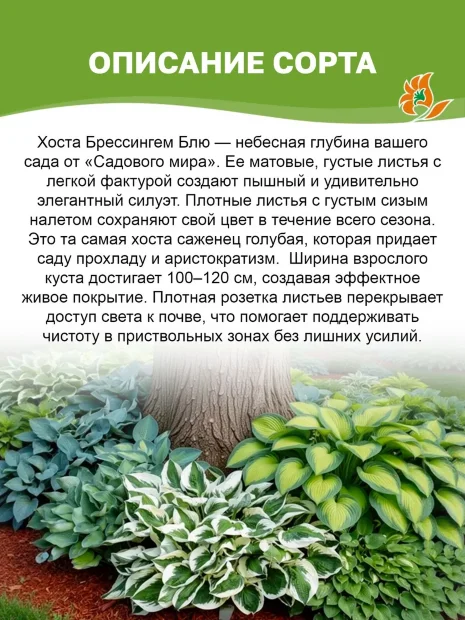 Хоста Брессингем Блю