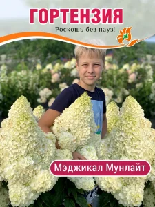 Гортензия Мэджикал Мунлайт (метельчатая)