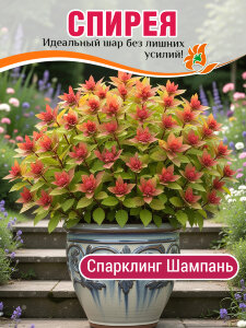 Спирея Спарклинг Шампань (японская)