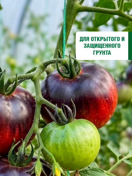 Томат Жаркие Угли семена 