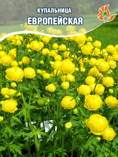 Купальница европейская