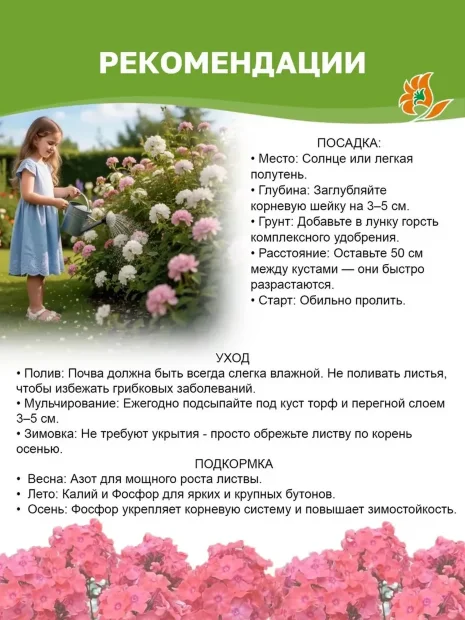 Флокс Тенор