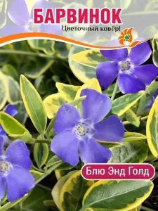 Барвинок Блю энд Голд (малый) Барвинок Блю энд Голд (малый)