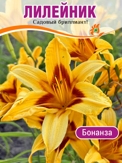 Лилейник Бонанза