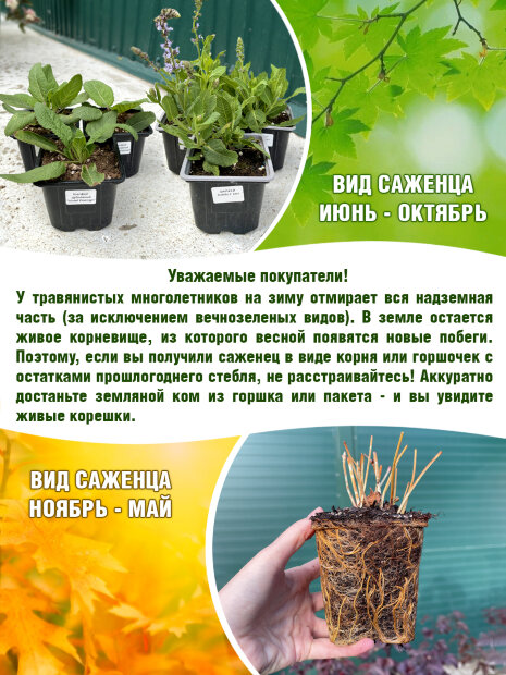 Гвоздика Эльвуда
