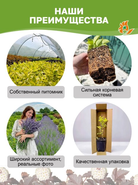 Пузыреплодник Диаболо (калинолистный) саженцы 