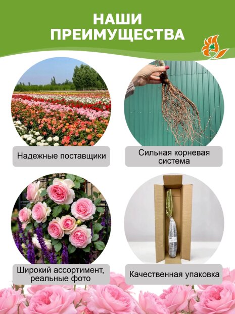 Роза Ди Ди Бриджуотер 