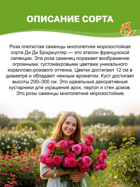 Роза Ди Ди Бриджуотер 