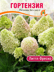 Гортензия Литтл Фреско (метельчатая) Гортензия Литтл Фреско (метельчатая)