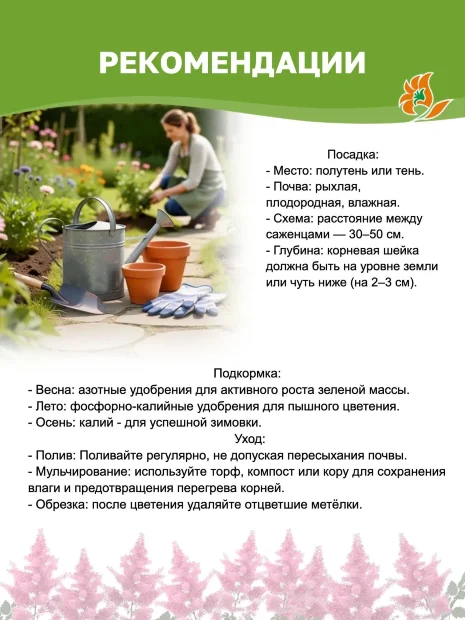 Астильба Пёпл Глори (китайская)
