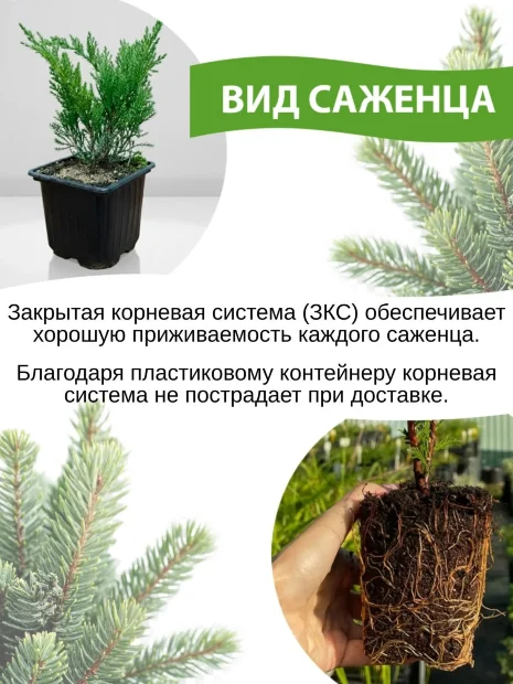 Пихта Нордманна (кавказская)