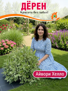 Дерен Айвори Хэлло (белый) Дерен Айвори Хэлло (белый)