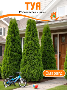 Туя Смарагд (западная)