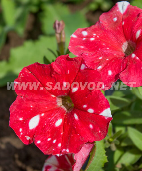 Петуния мультифлора Дот Стар Ред  семена
