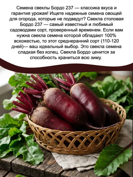 Свекла Бордо 237 семена 