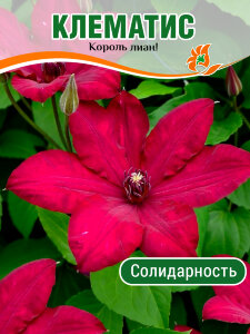 Клематис Солидарность (крупноцветковый) Клематис Солидарность (крупноцветковый)