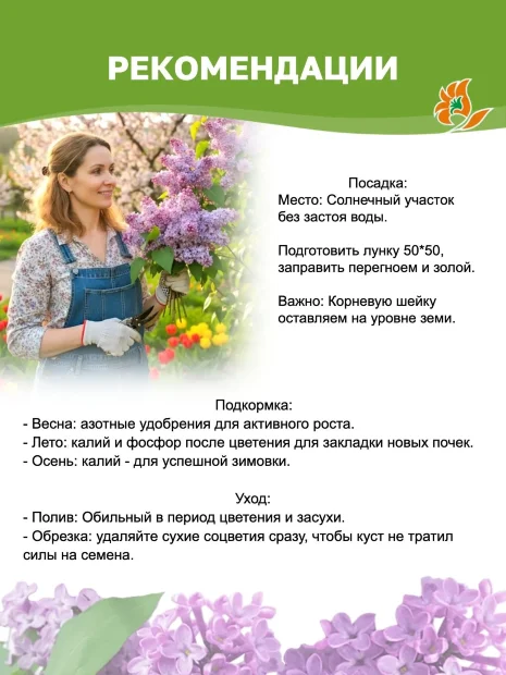 Сирень Знамя Ленина (обыкновенная) саженцы 