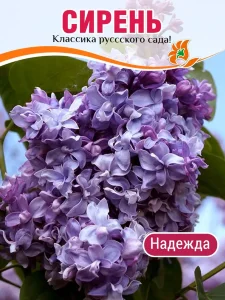 Сирень Надежда (обыкновенная)
