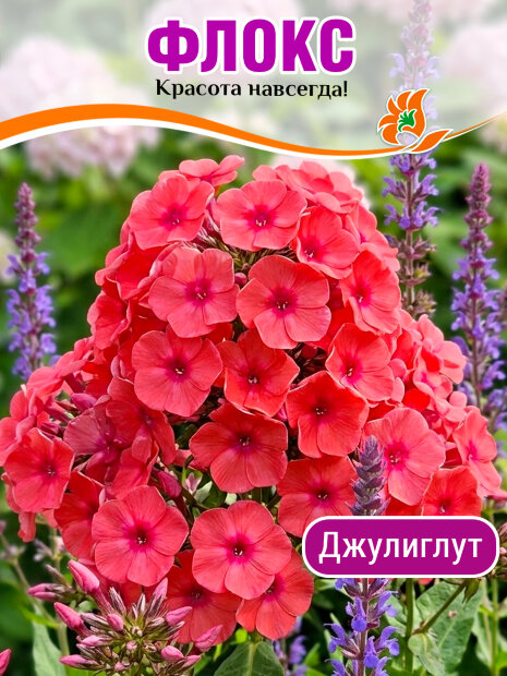 Флокс Джулиглут