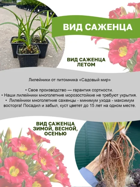 Лилейник Файнал Тач