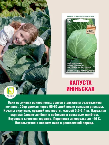 Капуста Июньская (белокочанная) семена 