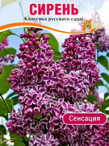 Сирень Сенсация (обыкновенная) Сирень Сенсация (обыкновенная)