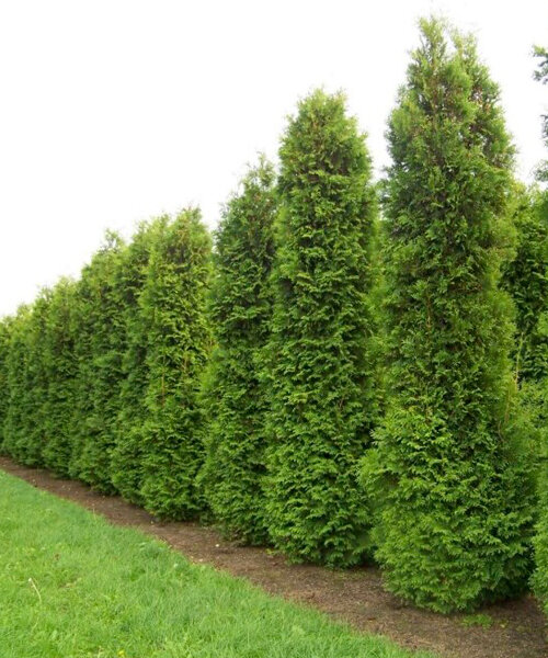 Туя Брабант