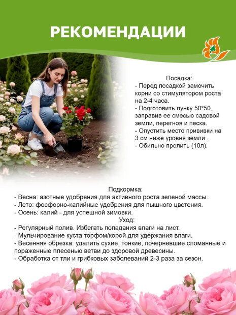 Роза Принцесса Сакура (Сакура)