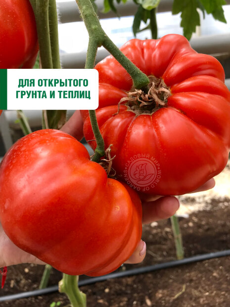 Томат Мечта Великана семена 