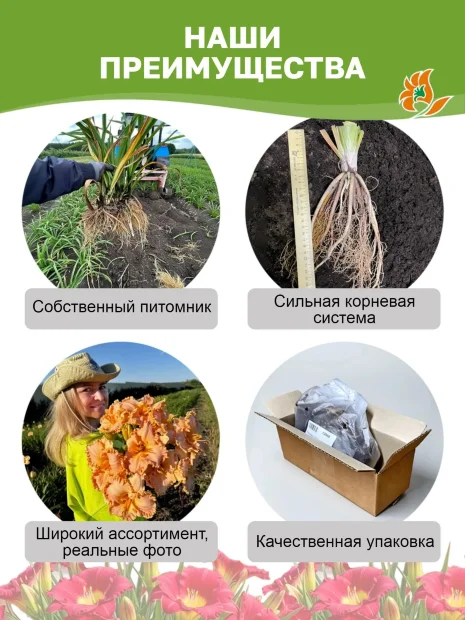 Лилейник Спейскост Кренбери Кид