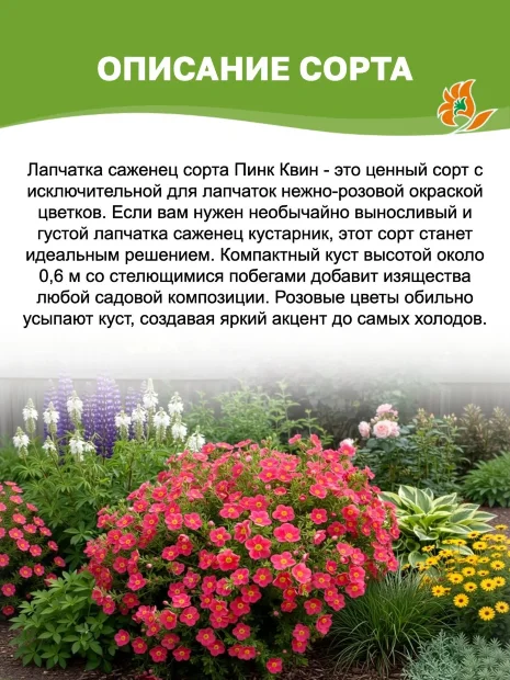 Лапчатка Пинк Квин (кустарниковая) саженцы 