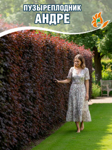 Пузыреплодник Андре (калинолистный)
