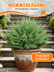 Можжевельник Андорра Компакт