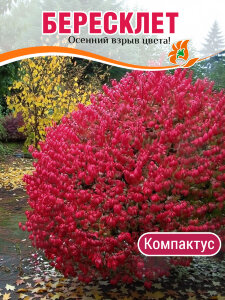 Бересклет Компактус (крылатый)