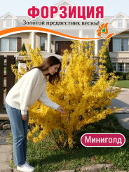 Форзиция Миниголд Форзиция Миниголд