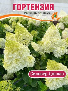 Гортензия Сильвер Доллар (метельчатая) Гортензия Сильвер Доллар (метельчатая)