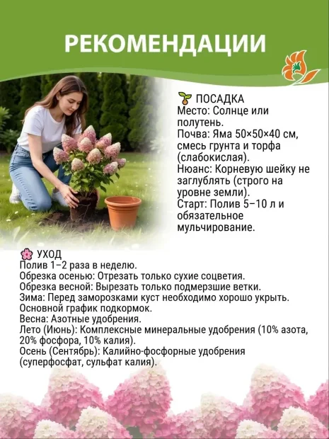 Гортензия Фрайз Мельба (метельчатая) саженцы 