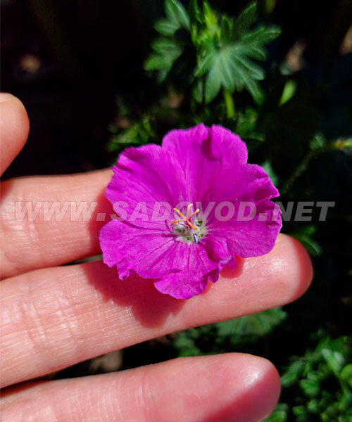 Герань Макс Фрей (кроваво-красная)