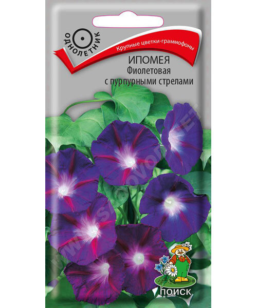 Ипомея Фиолетовая с пурпурными стрелками семена