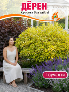 Дерен Гоучалти (белый)
