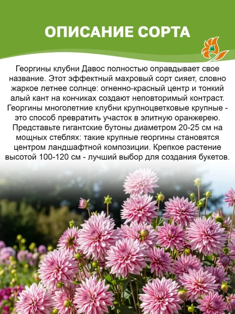 Георгин Давос (крупноцветковый)