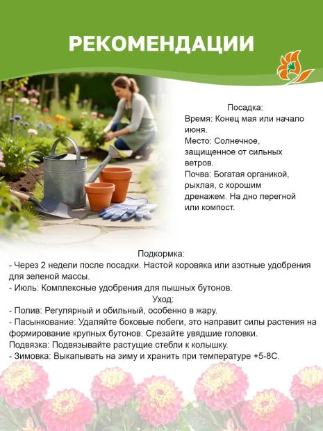 Георгин Давос (крупноцветковый)