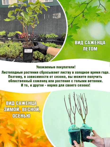 Бузина Блэк Лэйс (черная)