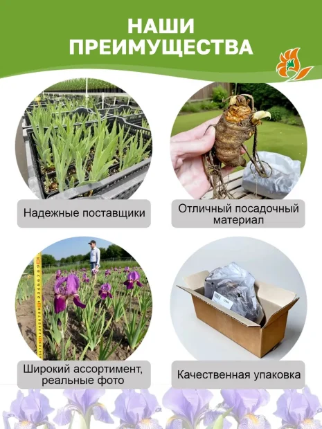 Ирис Рер Эдишн (бородатый)